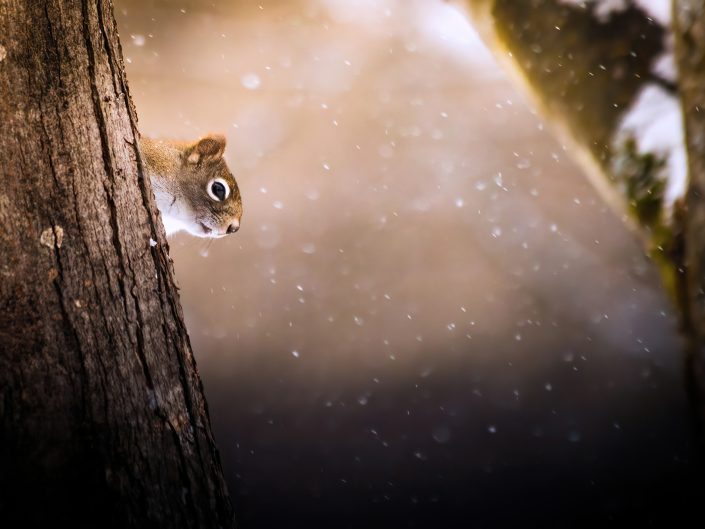 Écureuil en hiver – Drummondville