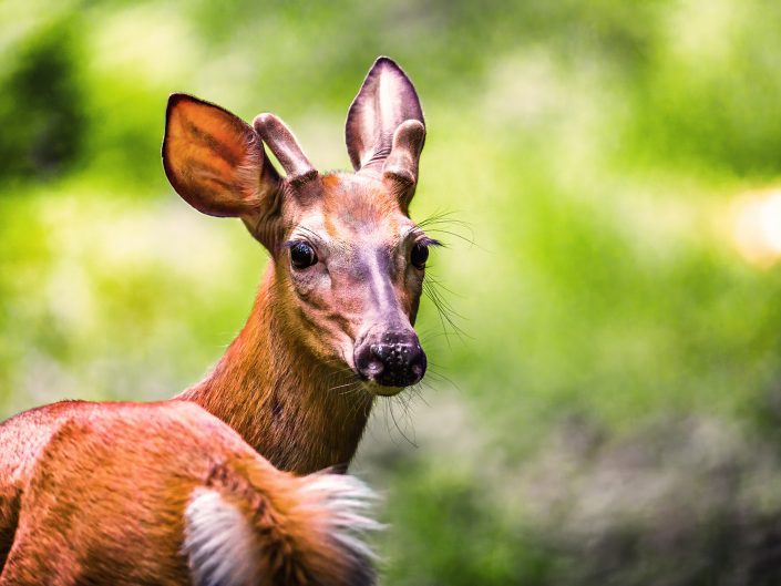 Cerf de Virginie – Forêt Drummond