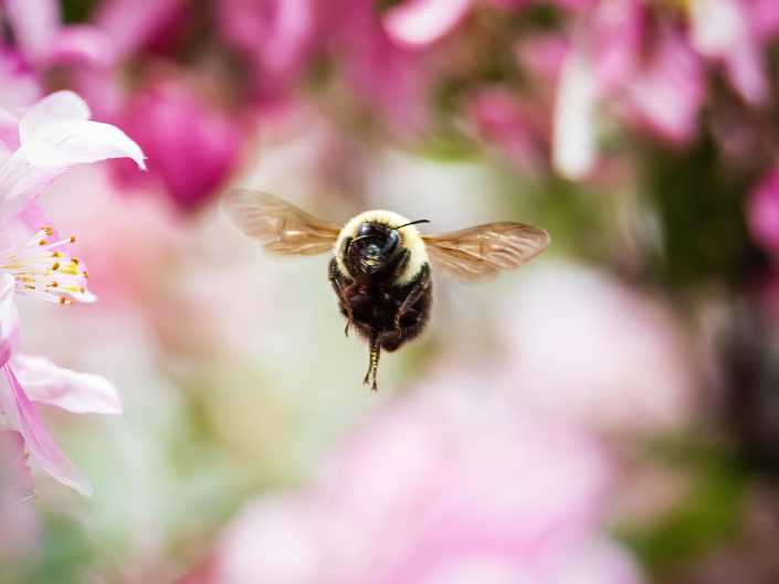 Abeille – Pommier – Drummondville