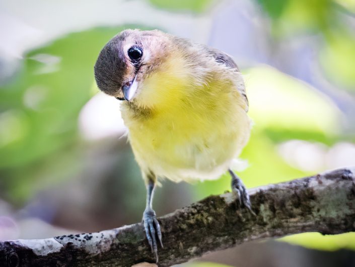 Curieux – Parc national de la Jacques-Cartier