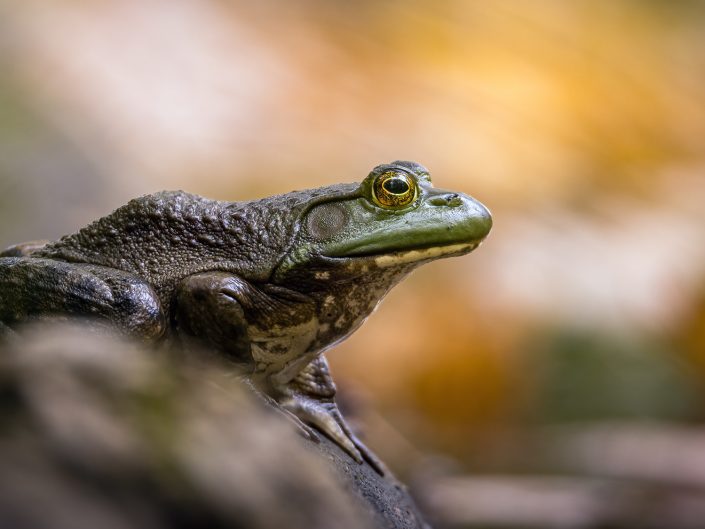 Grenouille – Maison du marais