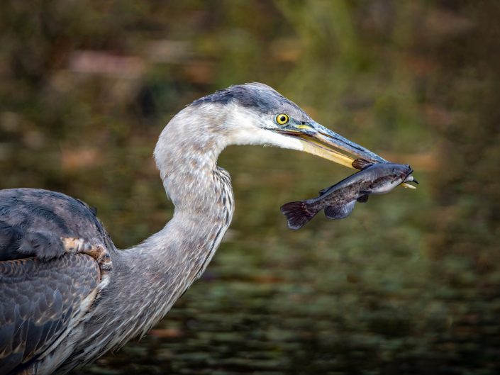 Grand Héron capture barbotte – Parc des Étangs Antoine-Charlebois