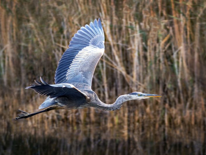 Grand Héron en vol – Parc des Étangs Antoine-Charlebois