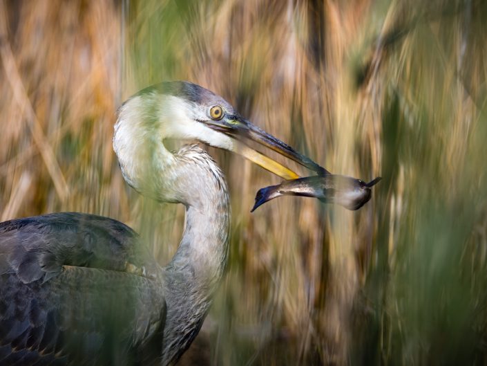 Grand Héron capture poisson – Parc des Étangs Antoine-Charlebois