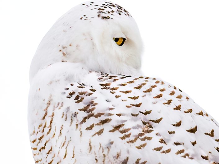 Harfang des neiges – Montérégie