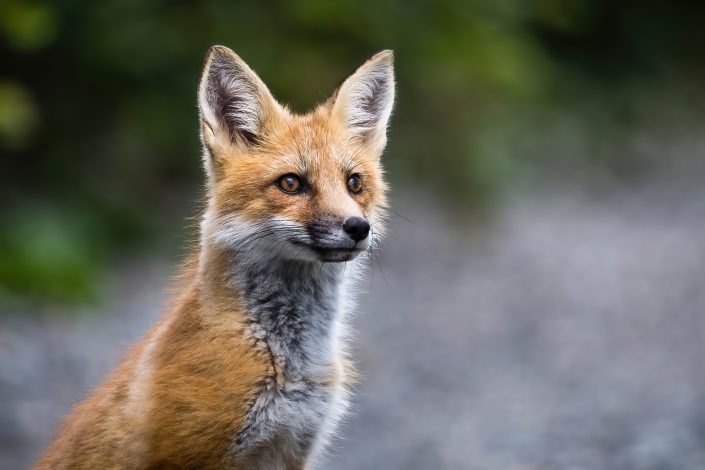 Jeune renard roux – Parc national de la Gaspésie