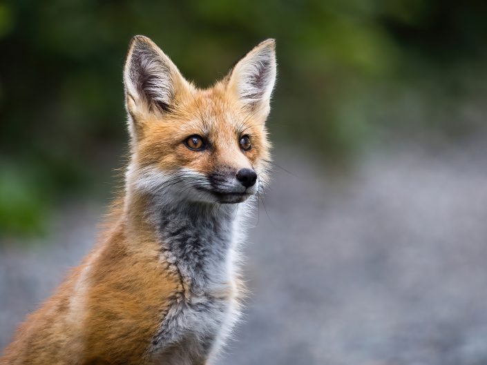 Jeune renard roux – Parc national de la Gaspésie