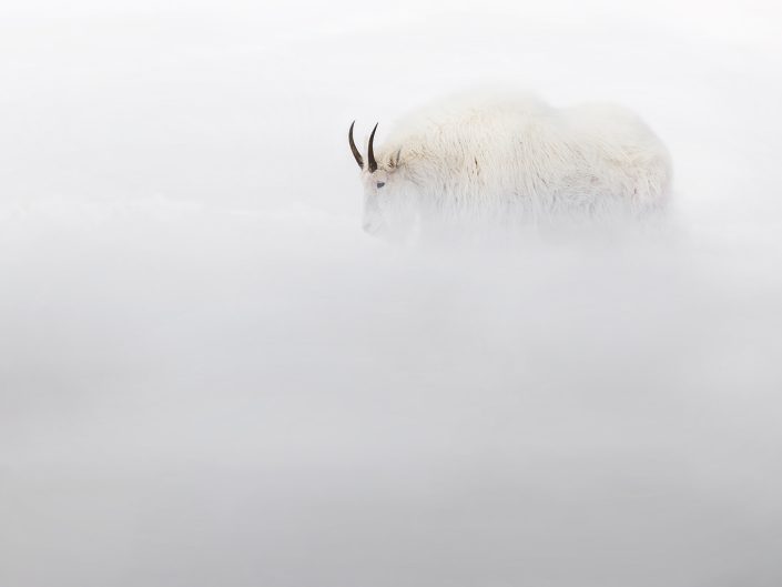 Chèvre des Montagnes Rocheuses – Parc Omega