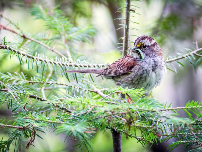 Belle prise – Parc national du Fjord-du-Saguenay