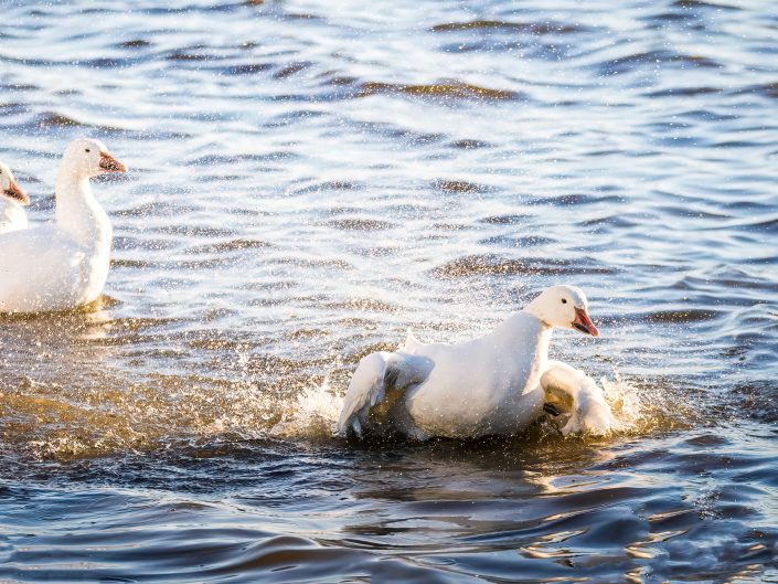 Oie – éclaboussures