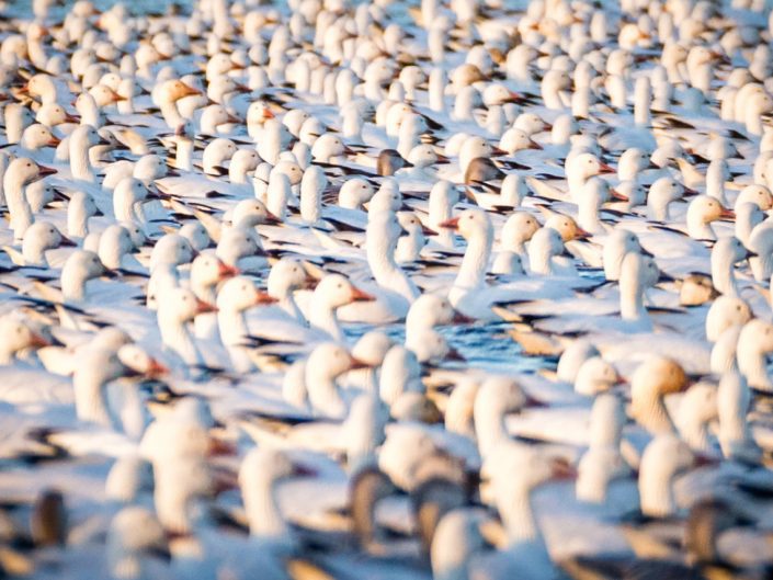 Oies des neiges