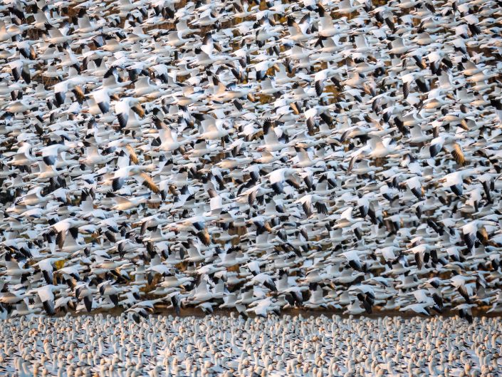 Oies des neiges – Drummondville