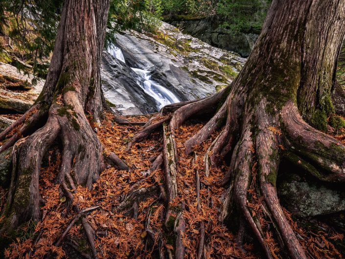Racines – Sentier des Cascades de Ham-Nord