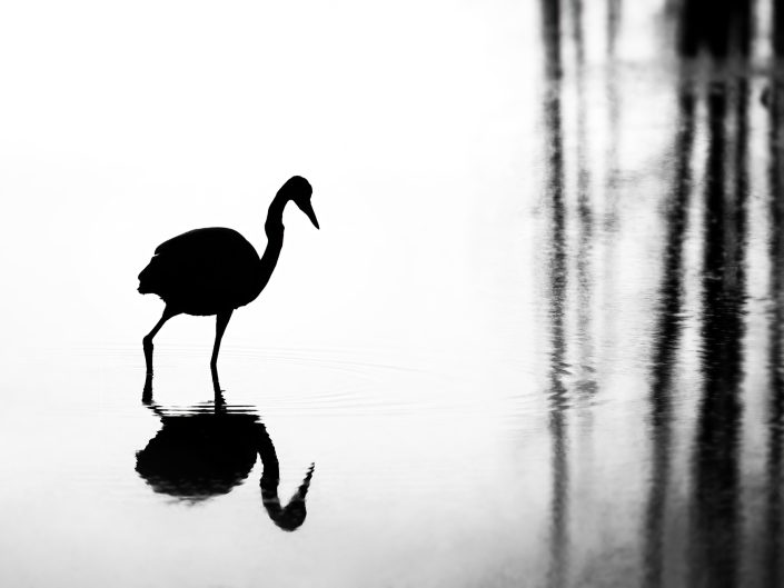 Grand Héron pensif – Réserve naturelle du Marais-Léon-Provancher