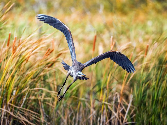 Grand Héron à travers des roseaux – Réserve naturelle du Marais-Léon-Provancher