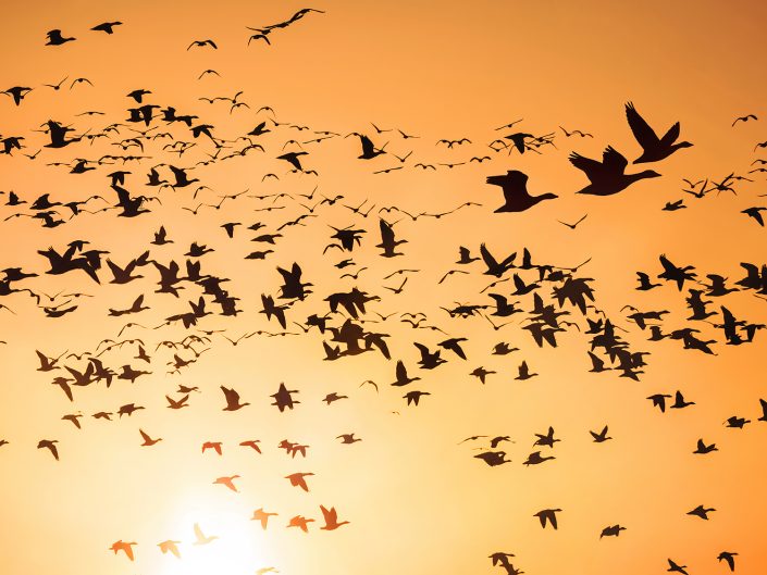 Oies des neiges – Migration d’automne – Victoriaville