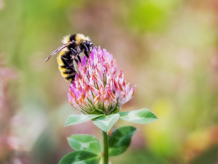 Abeille sur fleur – Réserve faunique de Matane