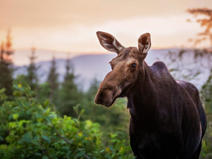 Femelle orignal devant couché de soleil – Réserve faunique de Matane