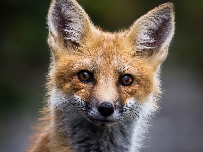 Jeune renard roux – Parc national de la Gaspésie