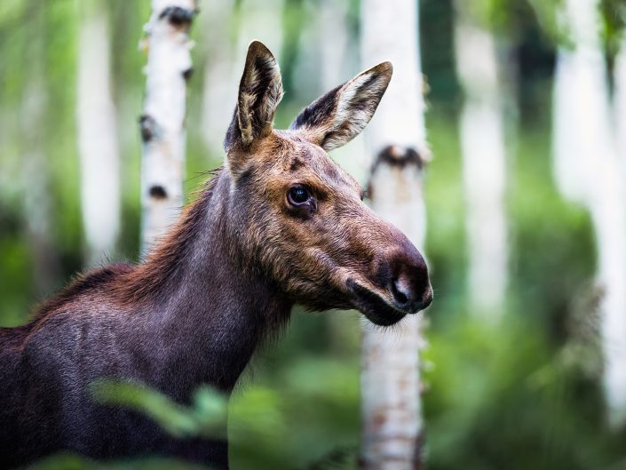 Jeune orignal – Parc national de la gaspésie