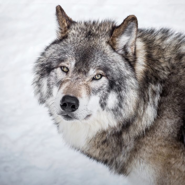Loup gris – Parc Omega