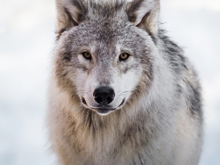 Loup – Parc Omega