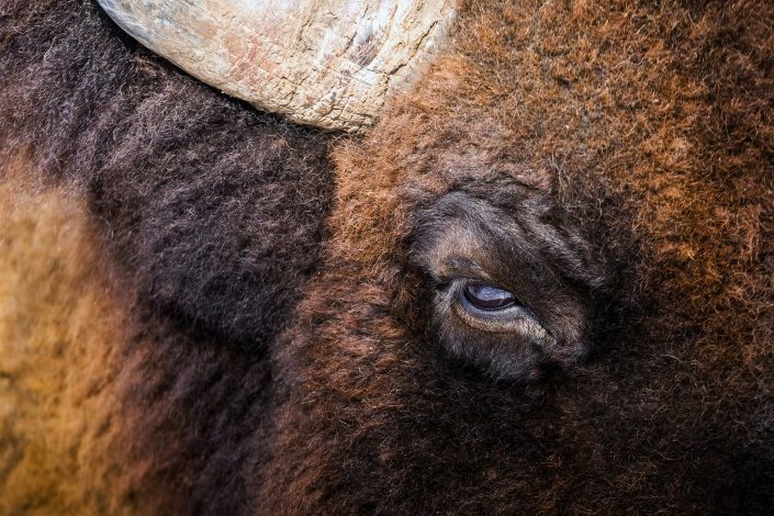 Oeil bison – Parc Omega