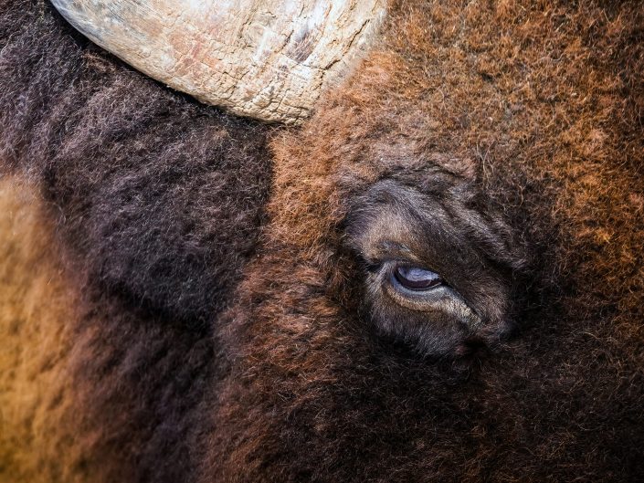 Oeil bison – Parc Omega