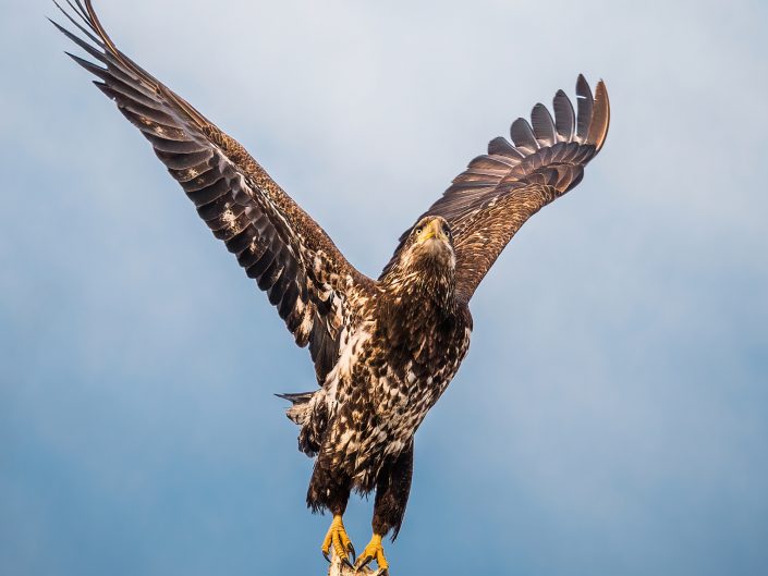 Oiseau de proie – Montebello