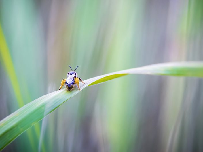 Insecte sur feuille – Parc national du fjord du Saguenay