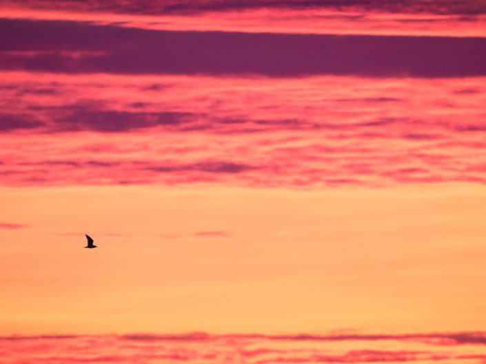 Goéland à bec cerclé