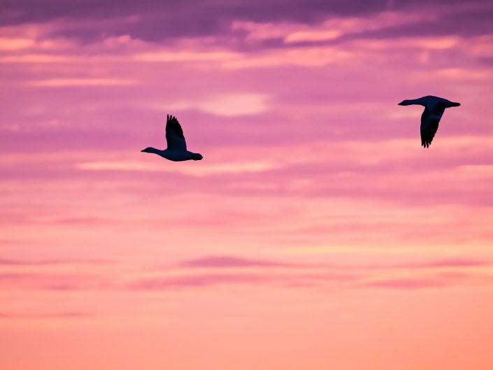 Oies des neiges au lever du soleil – Drummondville