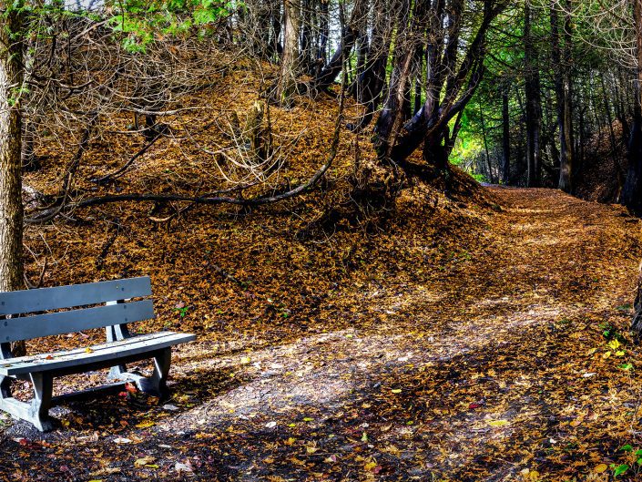 Banc – Réserve naturelle du Marais-Léon-Provancher – Neuville